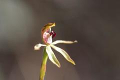 Caladenia atradenia