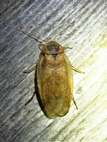 Boll’s Sandroach photo 3