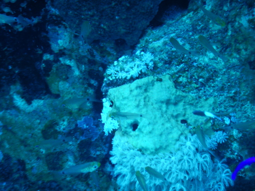 Taeniamia fucata
