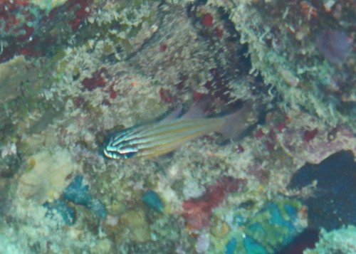 Ostorhinchus cyanosoma