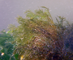 Bryopsis hypnoides