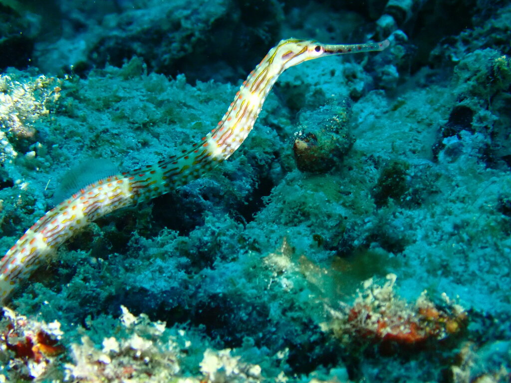 Gilded pipefish