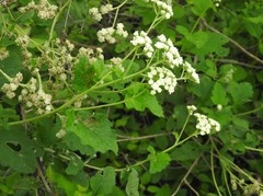 Parthenium fruticosum