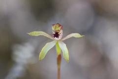 Caladenia atradenia
