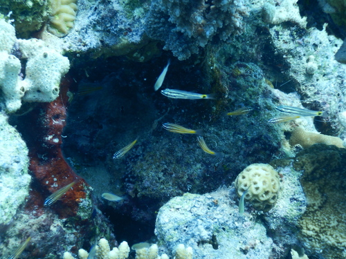 Cheilodipterus quinquelineatus