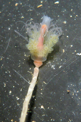 Ectopleura