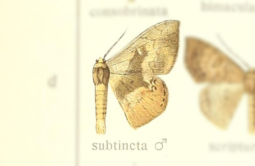 Semaeopus subtincta