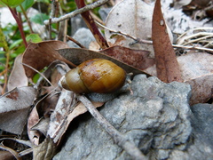 Bothriembryon glauerti