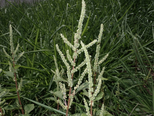 Amaranthus retroflexus, 2023-03-20