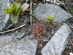 Drosera monticola