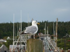 Larus argentatus image