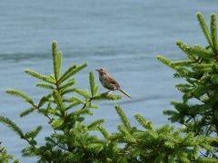 Melospiza melodia image