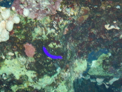 Pseudochromis fridmani