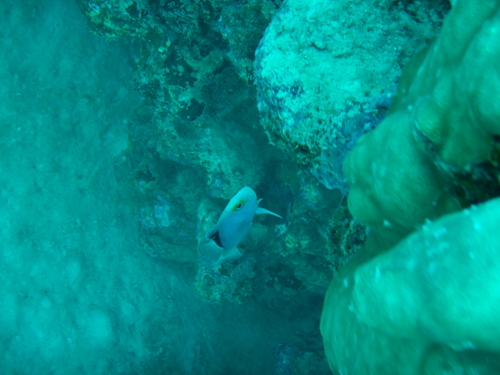 Diploprion drachi