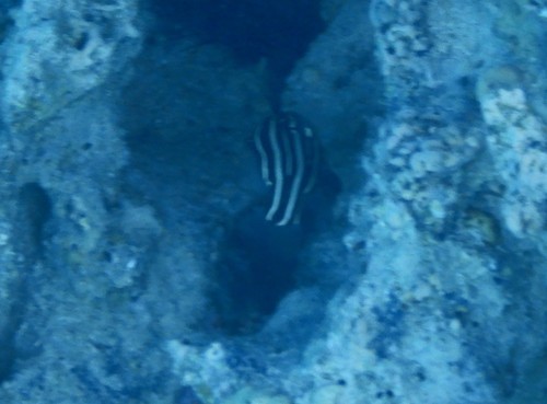 Grammistes sexlineatus