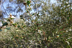 Leptospermum coriaceum