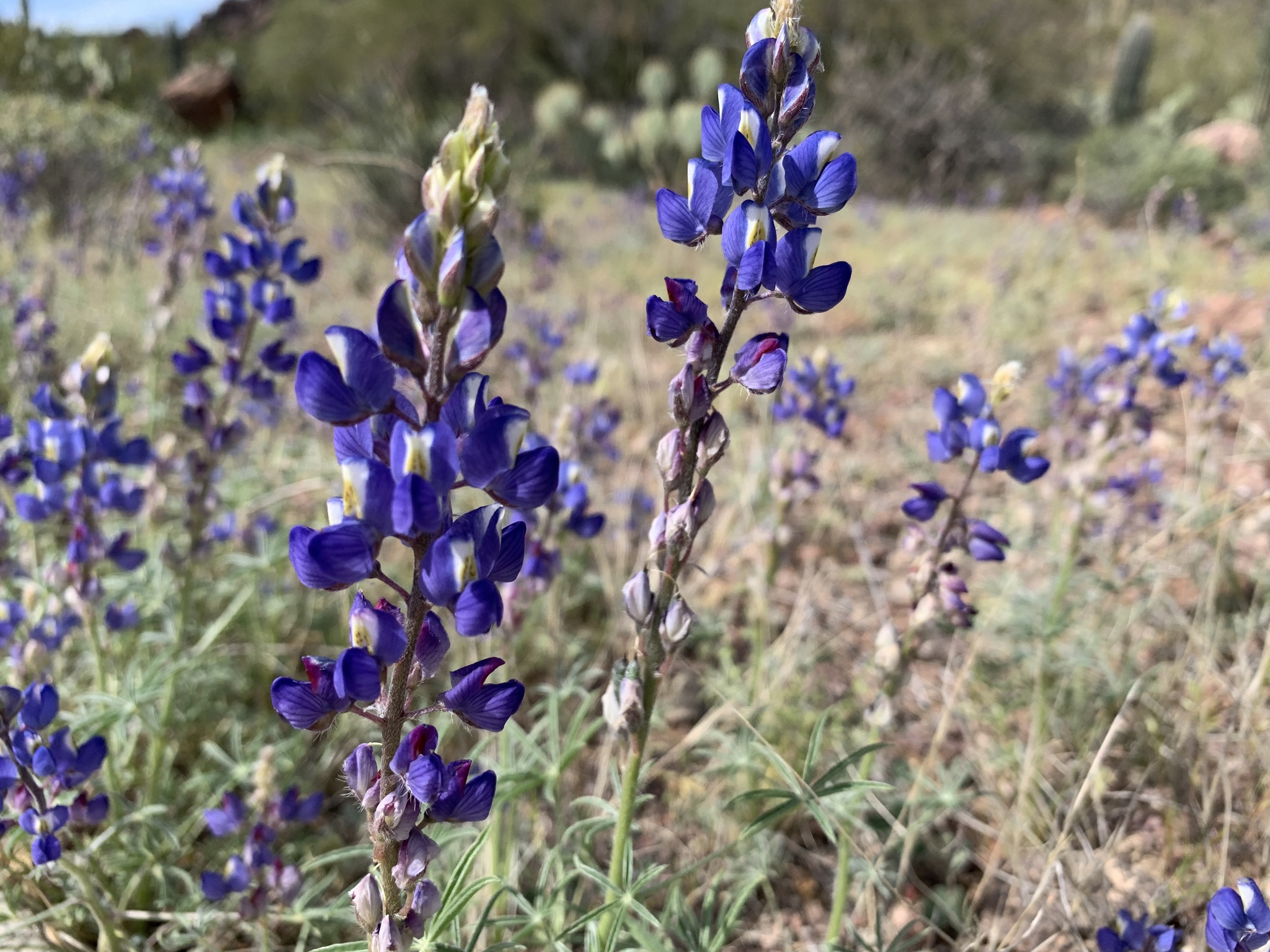 Lupinus sparsiflorus