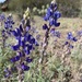 Coulter's Lupine - Photo (c) hiker315, some rights reserved (CC BY-NC)
