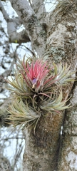 Tillandsia ionantha