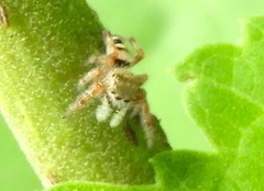 Phidippus pacosauritus
