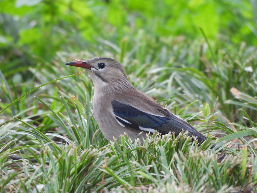 White-cheeked and Red-billed Starlings