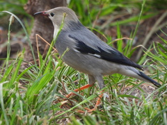Red-Billed Starling photo 3