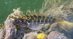 Tridentiger trigonocephalus