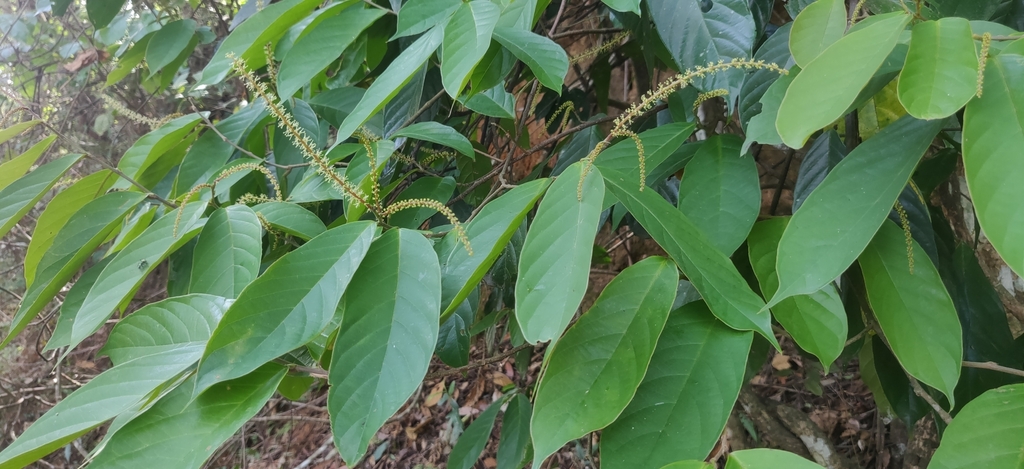 Antidesma montanum, Coimbatore, IN-AP, IN