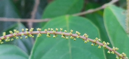 Antidesma montanum