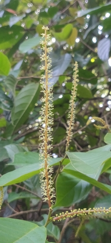Antidesma montanum