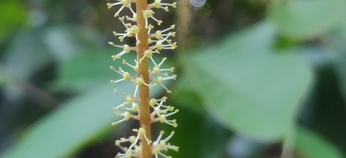 Antidesma montanum