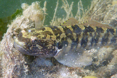 Tridentiger trigonocephalus