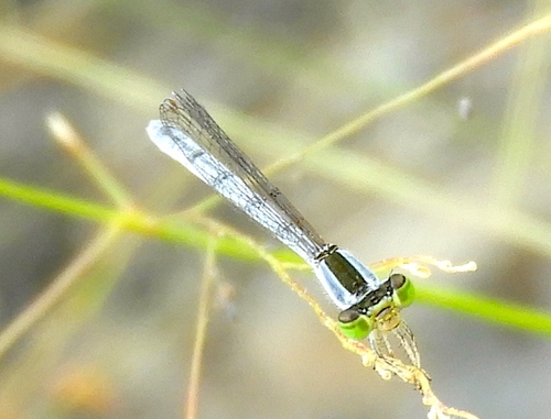 Citrine Forktail (Ischnura hastata), a species recorded in Florida
