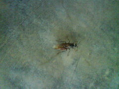 Formicidae