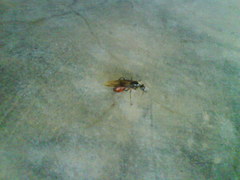 Formicidae