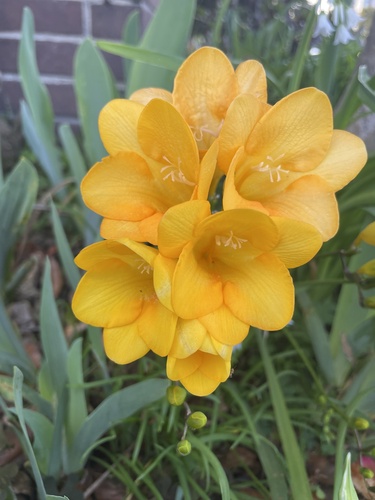 Representative image of Freesia x kewensis