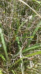 Dianella brevicaulis