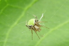 Araneus detrimentosus