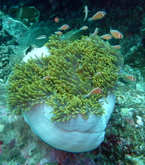 Amphiprion perideraion
