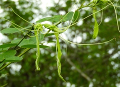Bauhinia pauletia