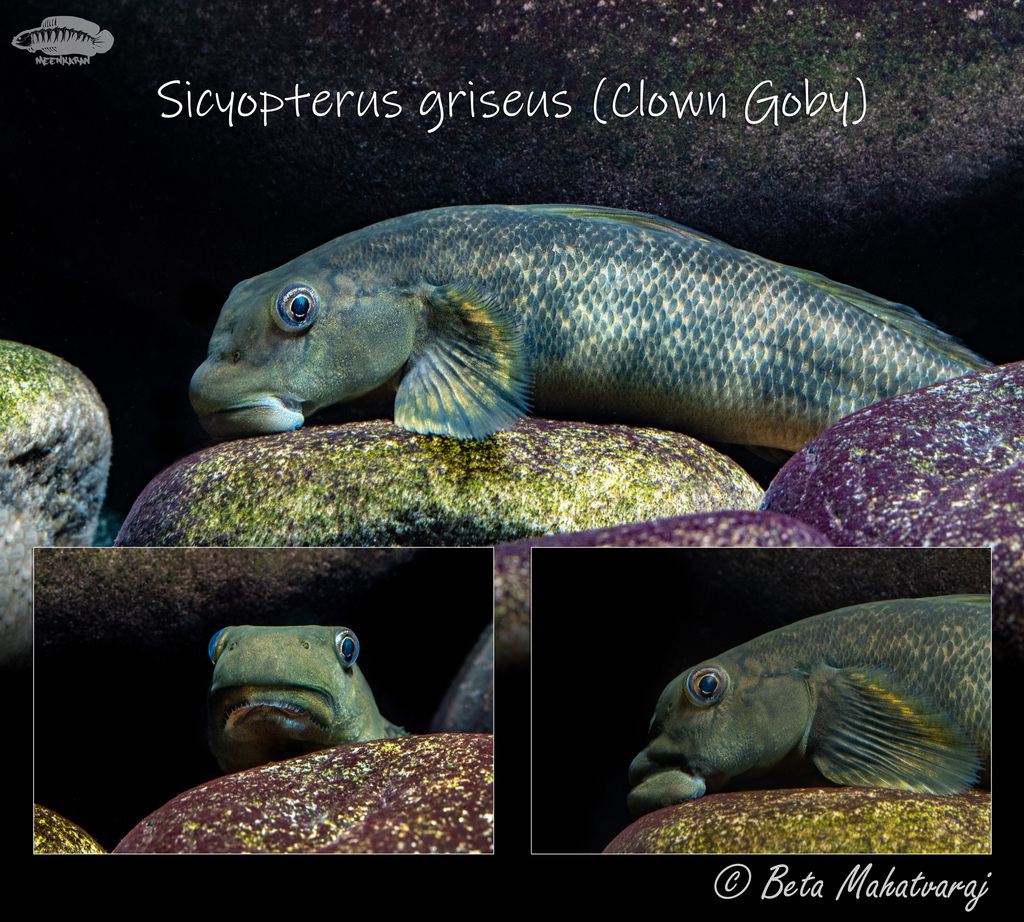 Clown Goby