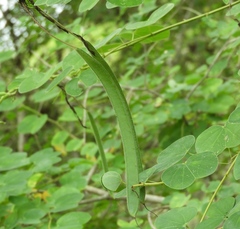 Bauhinia pauletia