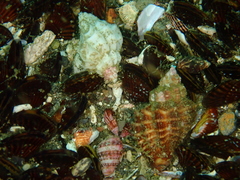 Crassilabrum crassilabrum