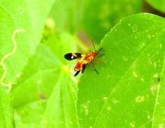 Oncopeltus guttaloides