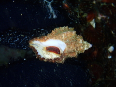 Crassilabrum crassilabrum