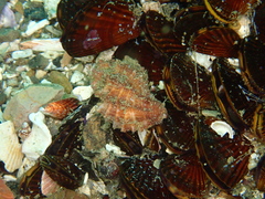 Crassilabrum crassilabrum