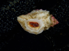 Crassilabrum crassilabrum