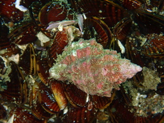 Crassilabrum crassilabrum