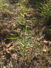 Liatris compacta