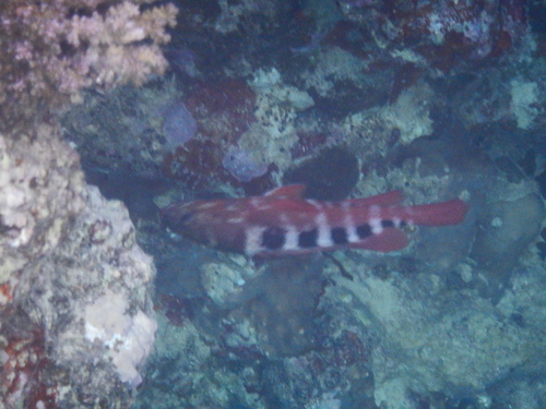 Cephalopholis sexmaculata